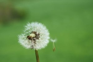 Dandelion fluff is flying.