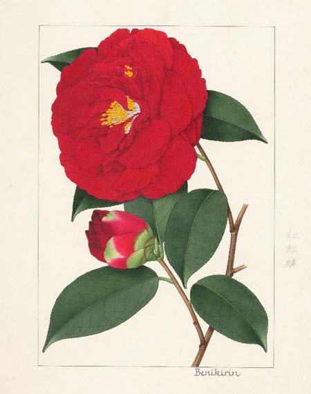 Painting of Benikirin, Japanese Camellia japonica