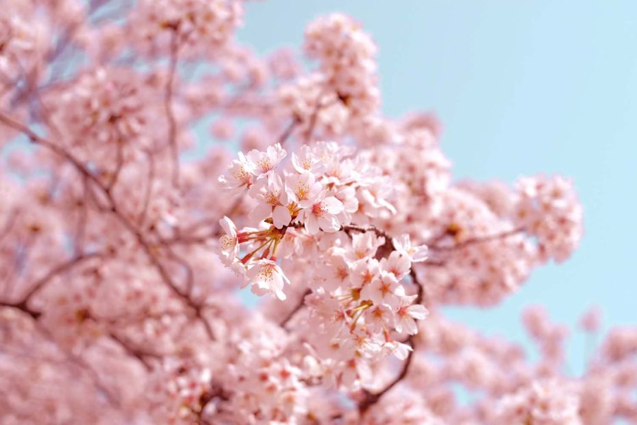 spring art cherry blossoms